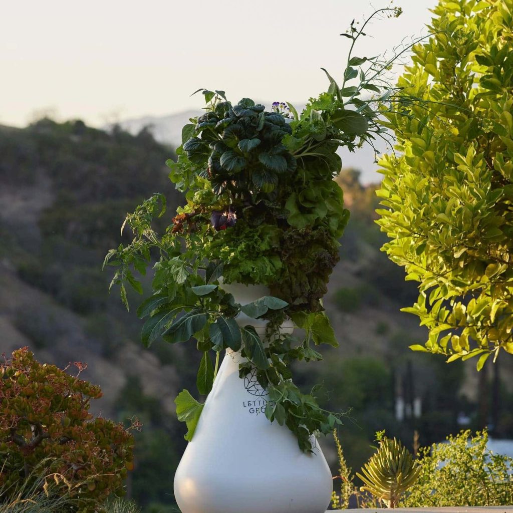 Lettuce Grow Review